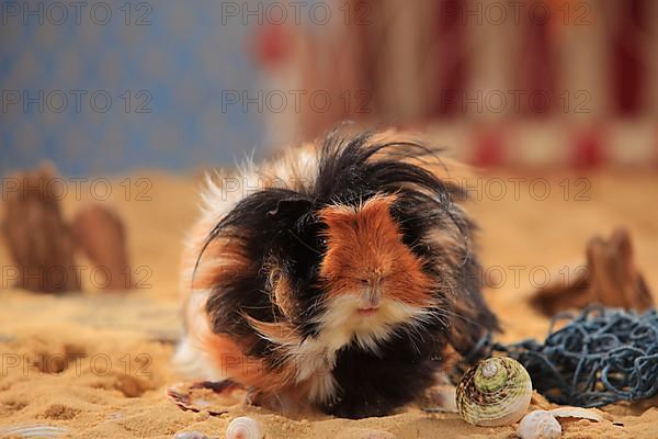 Angora guinea pig