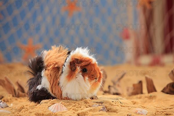 Angora guinea pig