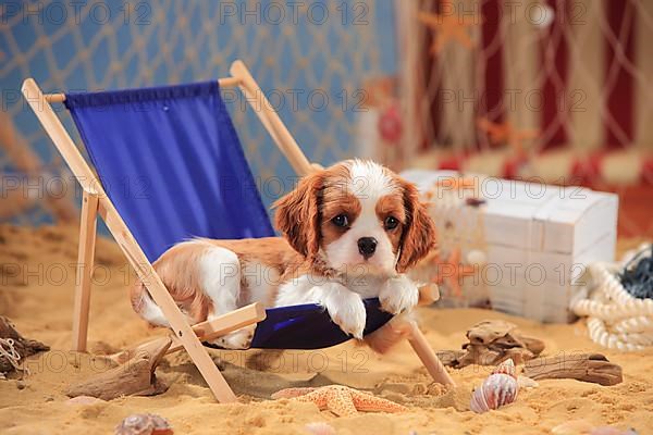 Cavalier King Charles Spaniel