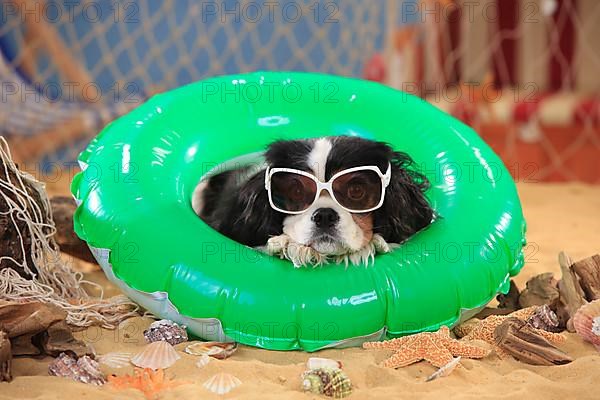 Cavalier King Charles Spaniel