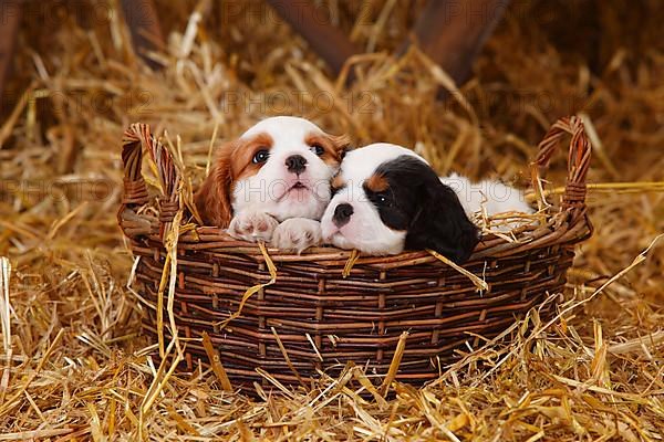 Cavalier King Charles Spaniel