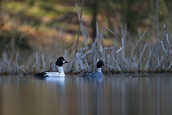 Common Goldeneye