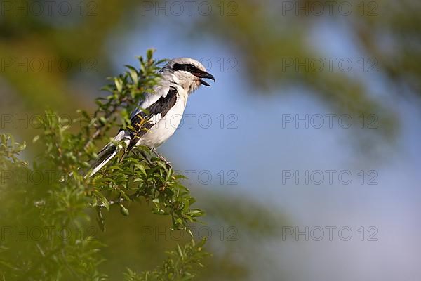 Great Grey Shrike