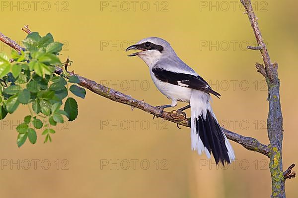 Great Grey Shrike