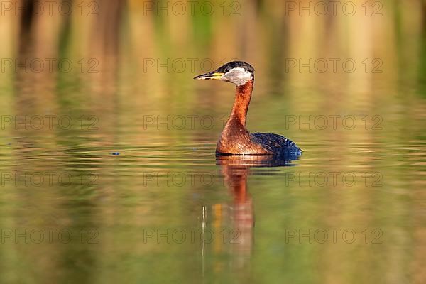 Red-necked grebe