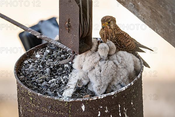 Common kestrel