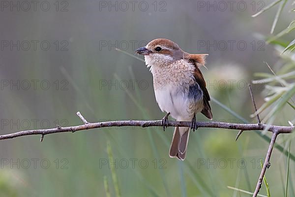 Red-backed Shrike