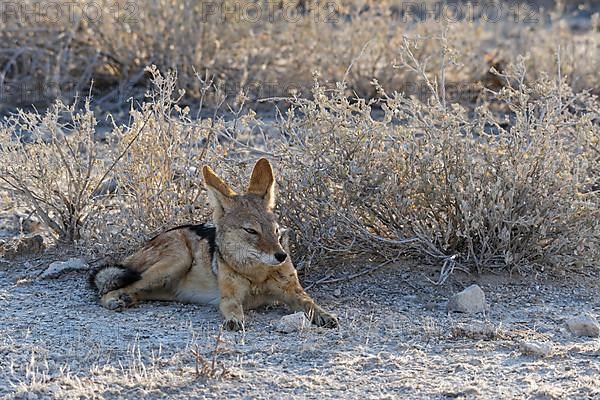 Black-backed jackal