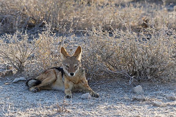 Black-backed jackal