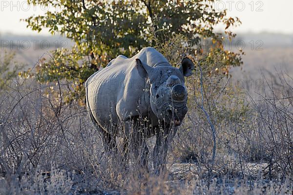 Black rhinoceros