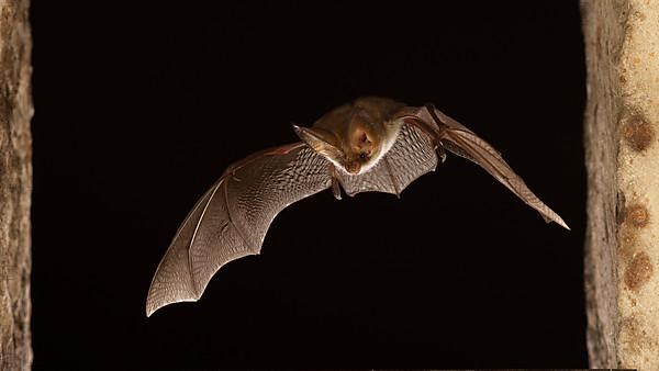 Grey long-eared bat