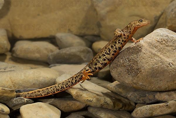 Pyrenean brook salamander