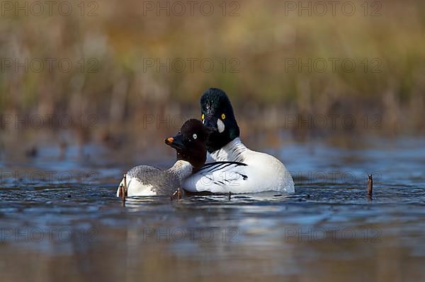 Common Goldeneye