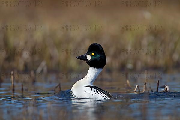 Common Goldeneye