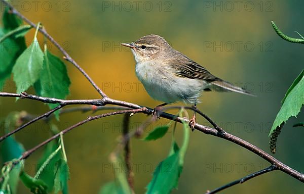 Willow warbler