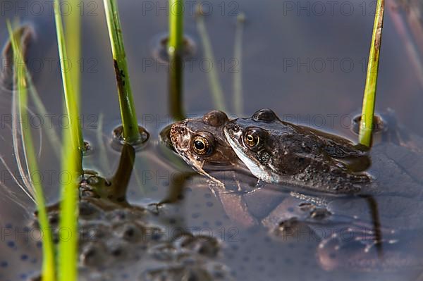 Grass frog