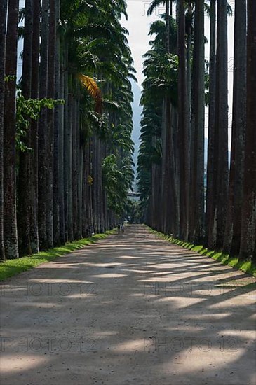 Palm trees