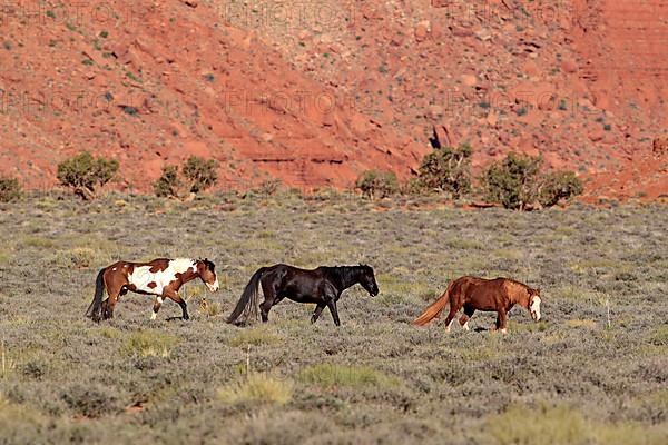 Mustangs