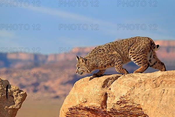 Bobcat