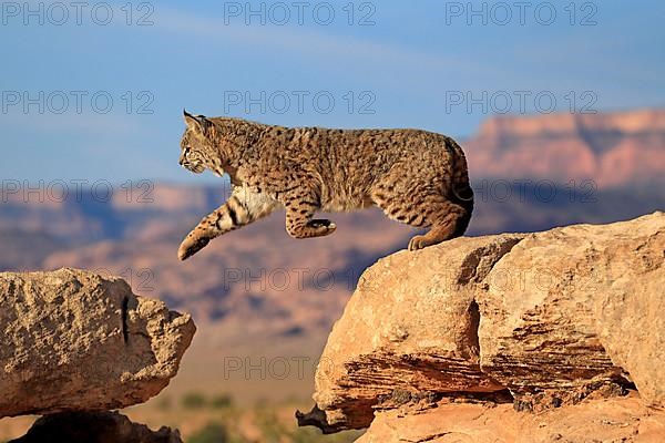 Bobcat