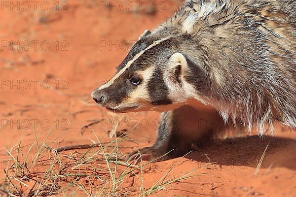 Badger