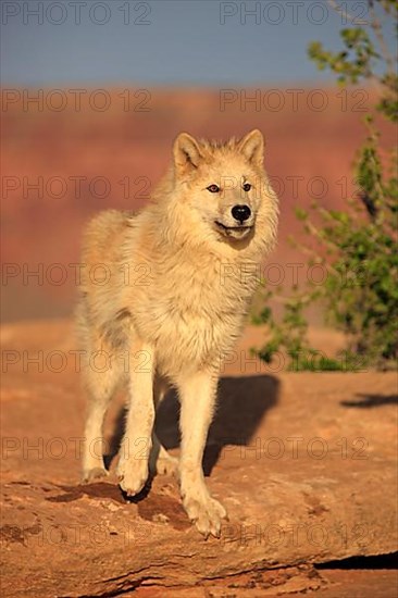 Timbergray wolf