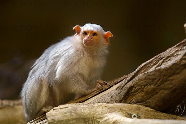 Silver silvery marmoset