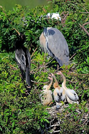 Anhinga