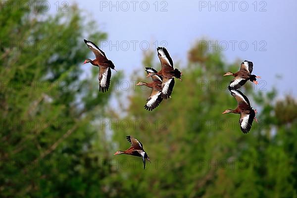 Black-bellied whistling duck
