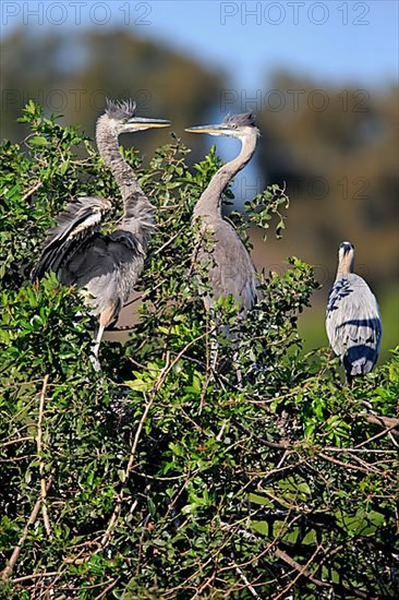 Great blue heron