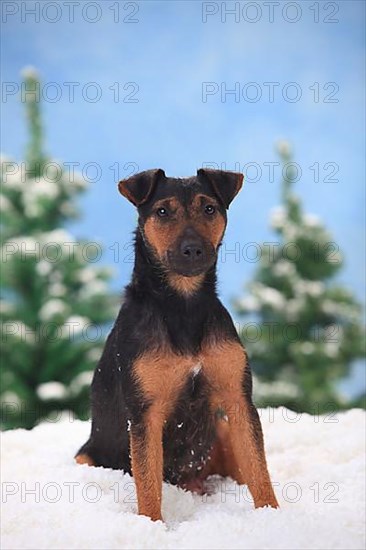 German Hunting Terrier