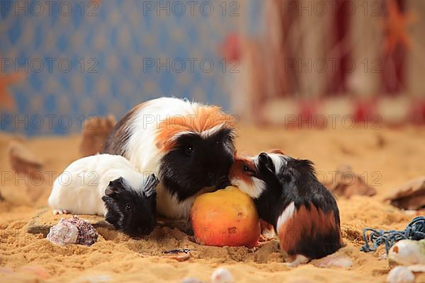 Coronet guinea pigs