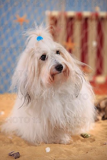 Coton de Tulear