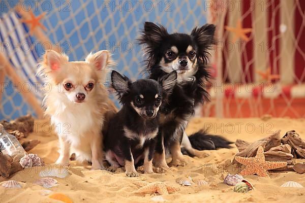 Chihuahuas