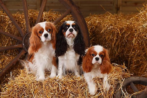 Cavalier King Charles Spaniel