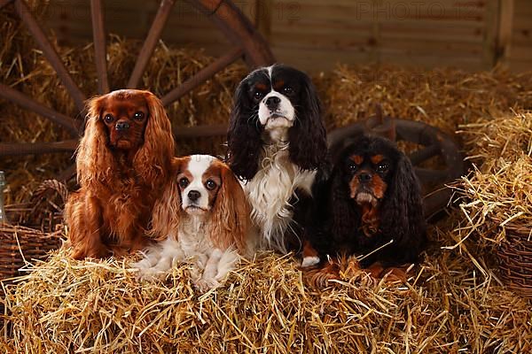 Cavalier King Charles Spaniel