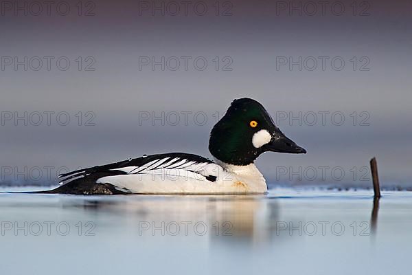 Common Goldeneye