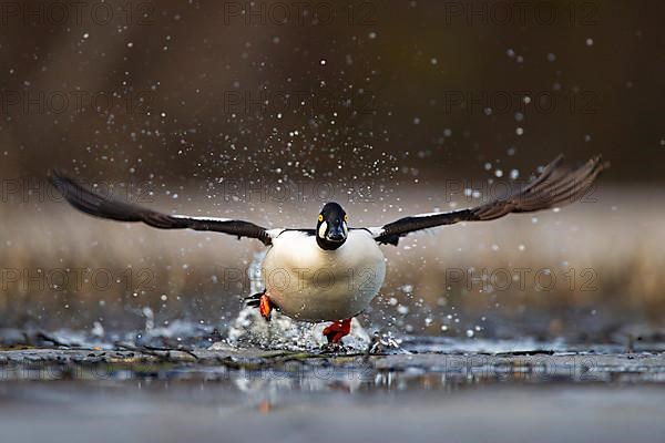 Common Goldeneye