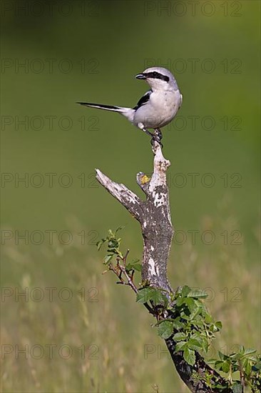 Great Grey Shrike