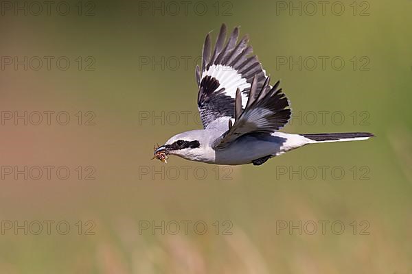 Great Grey Shrike