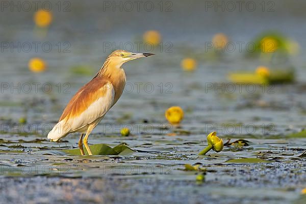 Squacco Heron