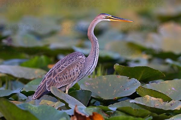 Purple heron