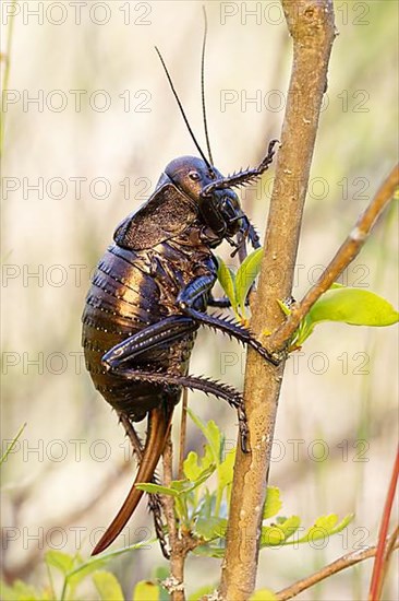 Bronze Glandular bronze glandular bush-cricket