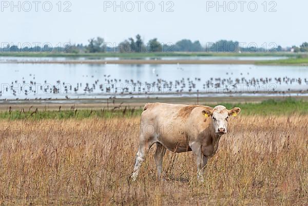 Cow at Guelper Lake