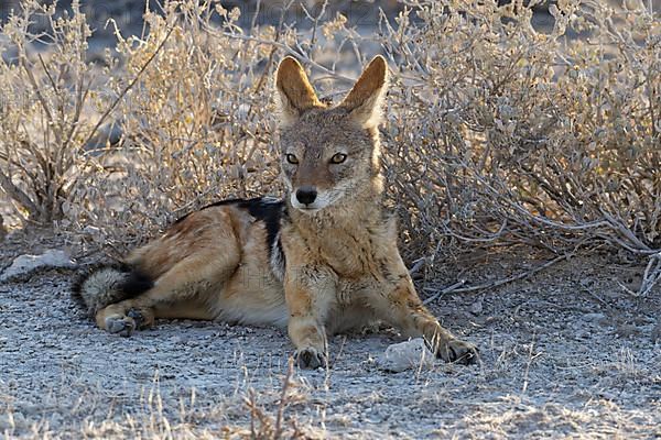 Black-backed jackal