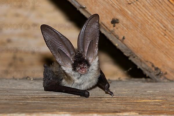 Grey long-eared bat