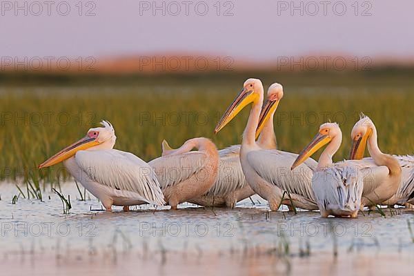 Great white pelican