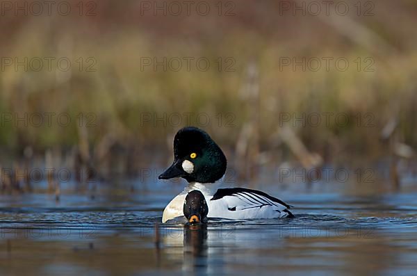 Common Goldeneye