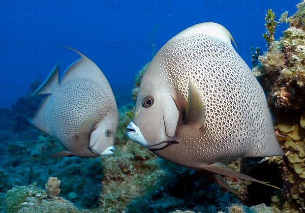 Gray angelfish