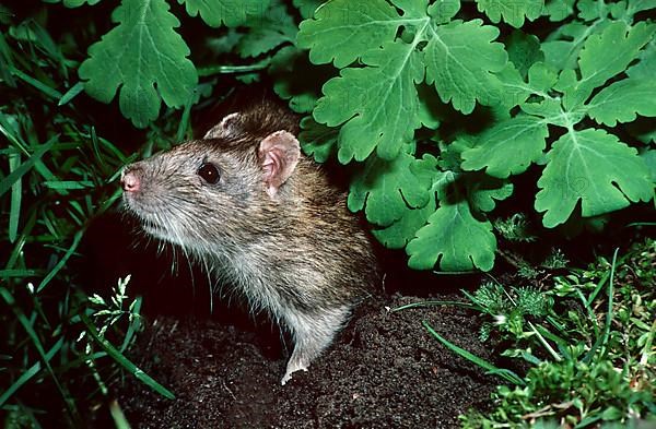 Norway rat